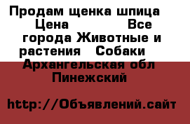 Продам щенка шпица.  › Цена ­ 15 000 - Все города Животные и растения » Собаки   . Архангельская обл.,Пинежский 